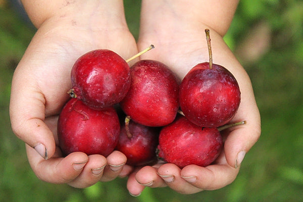 Dolgo Crabapple | Malus ‘Dolgo’