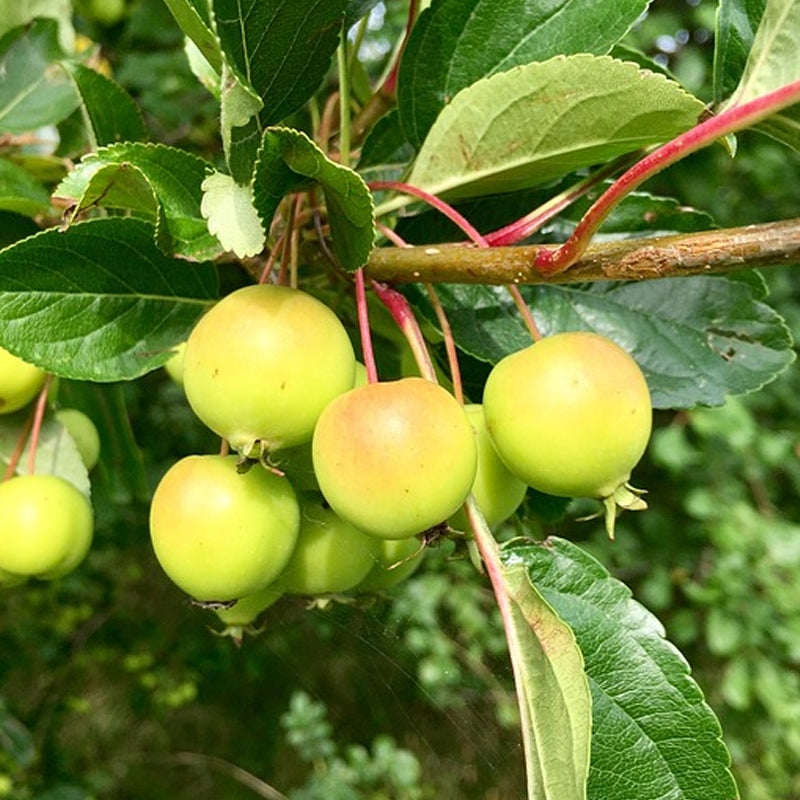 Transcendent Crabapple – Malus ‘Transcendent’