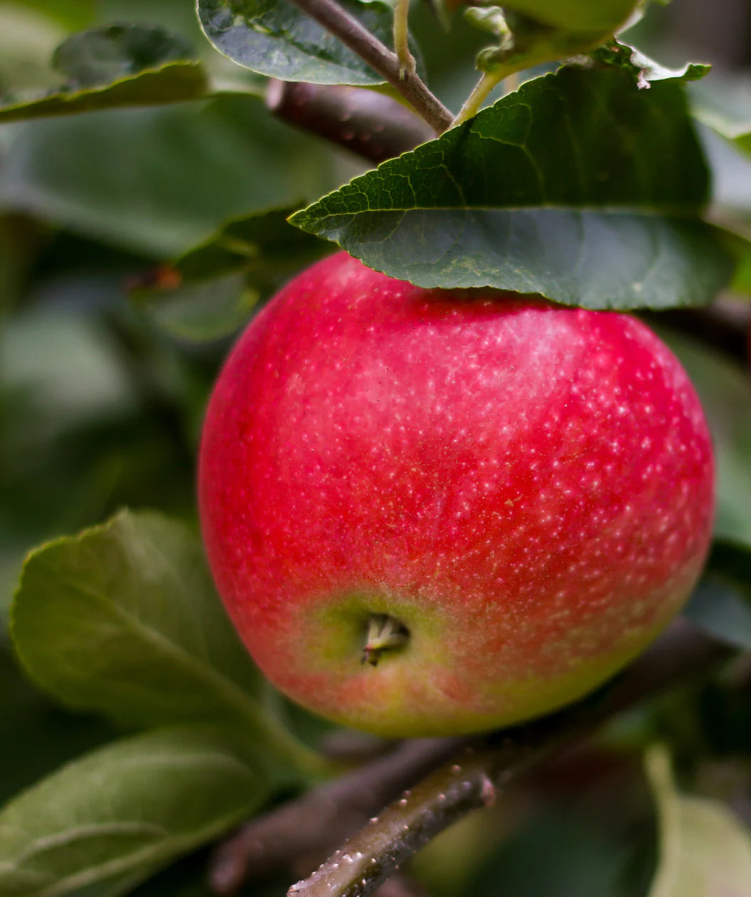 Freedom Apple Tree | Malus domestica 'Freedom'