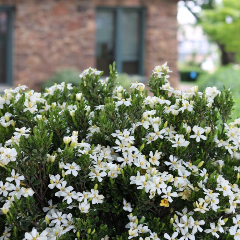 Gardenia ‘Daisy Duke™’ – Fragrant White Flowers | Compact Evergreen Shrub | Live Plant