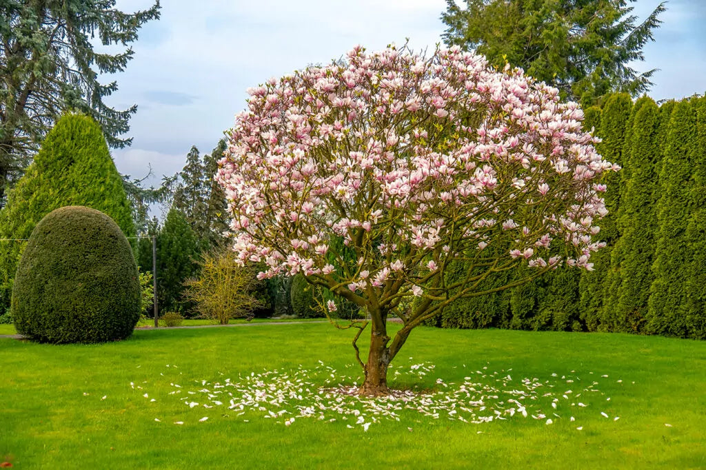 Ann Magnolia Tree | Magnolia x 'Ann'