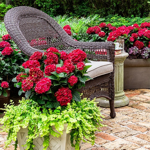 Heart Throb™ Hydrangea | Hydrangea macrophylla 'McKay'