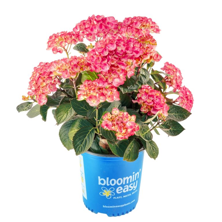 Soul Mate™ Reblooming Hydrangea | Bloomin’ Easy® Collection