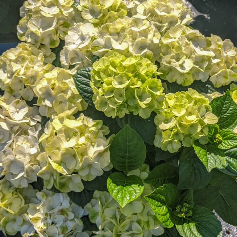 Grin and Tonic™ Hydrangea – Vibrant Lime Blooms, Easy Care!
