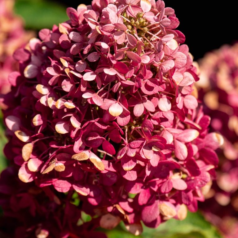 Bouncy™ Hardy Hydrangea – Bloomin’ Easy® Collection – Compact Panicle Blooms – Free Shipping