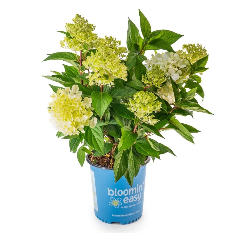 Bouncy™ Hardy Hydrangea – Bloomin’ Easy® Collection – Compact Panicle Blooms – Free Shipping