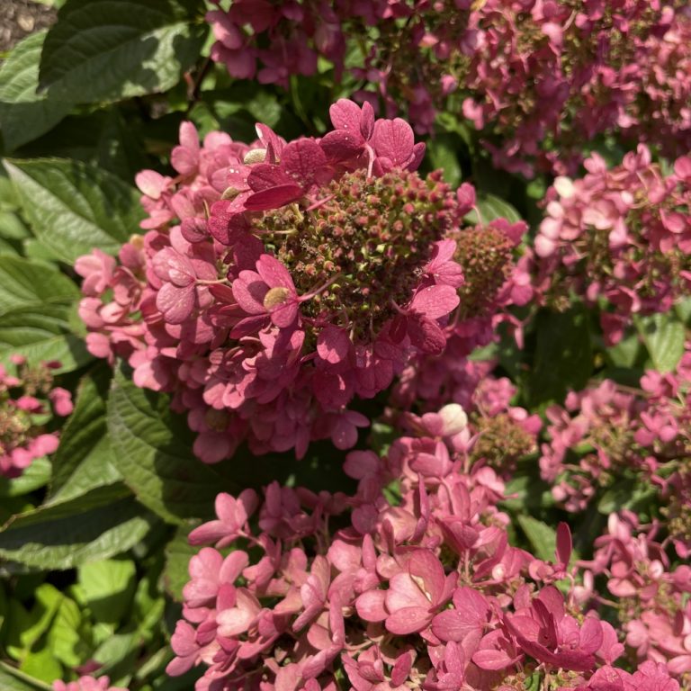 Candelabra® Hardy Hydrangea | Bloomin’ Easy® Collection