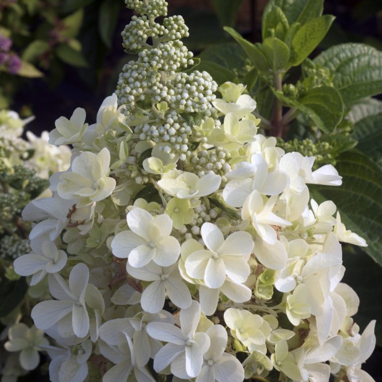 Candelabra® Hardy Hydrangea | Bloomin’ Easy® Collection