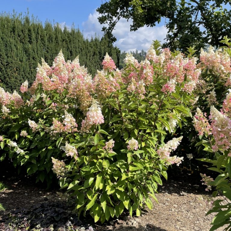 Candelabra® Hardy Hydrangea | Bloomin’ Easy® Collection