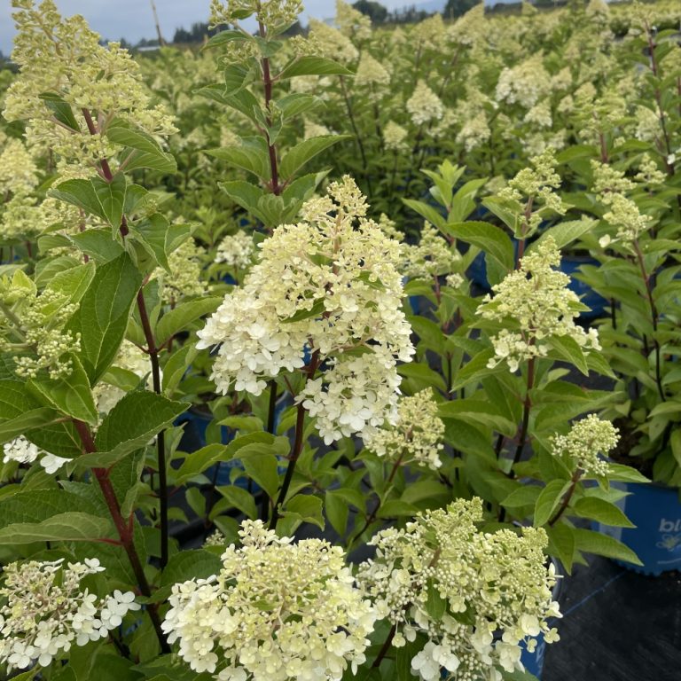Candelabra® Hardy Hydrangea | Bloomin’ Easy® Collection