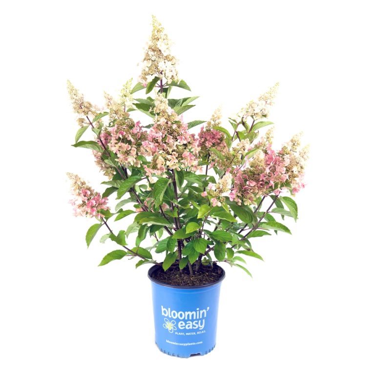 Candelabra® Hardy Hydrangea | Bloomin’ Easy® Collection