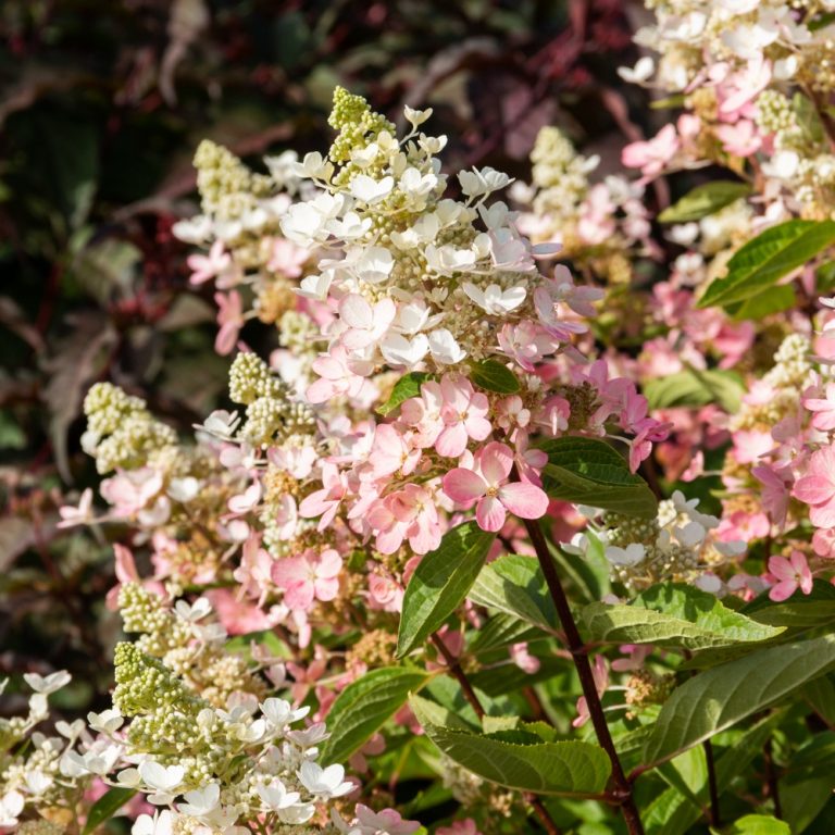 Flare™ Hardy Hydrangea| Bloomin’ Easy®