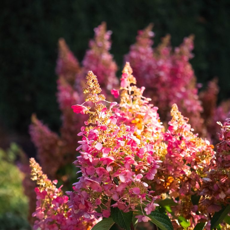 Flare™ Hardy Hydrangea| Bloomin’ Easy®