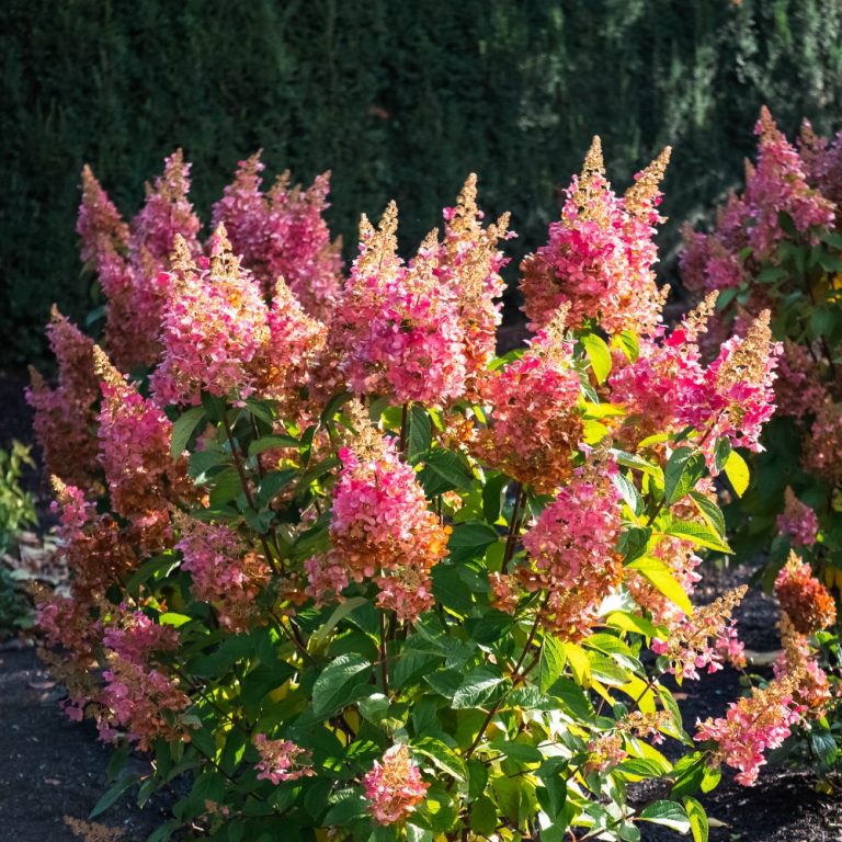 Flare™ Hardy Hydrangea| Bloomin’ Easy®