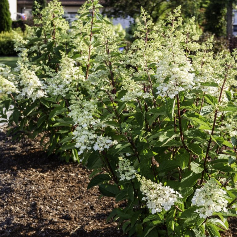 Flare™ Hardy Hydrangea| Bloomin’ Easy®