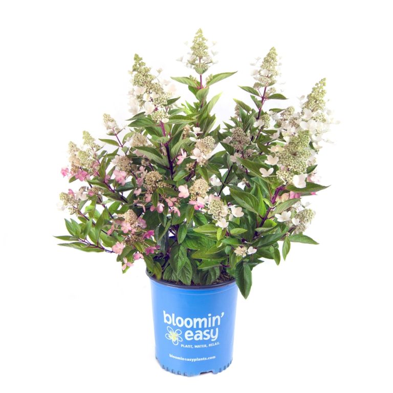 Flare™ Hardy Hydrangea| Bloomin’ Easy®