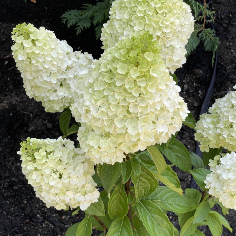Moonrock® Hardy Hydrangea – Bloomin’ Easy®