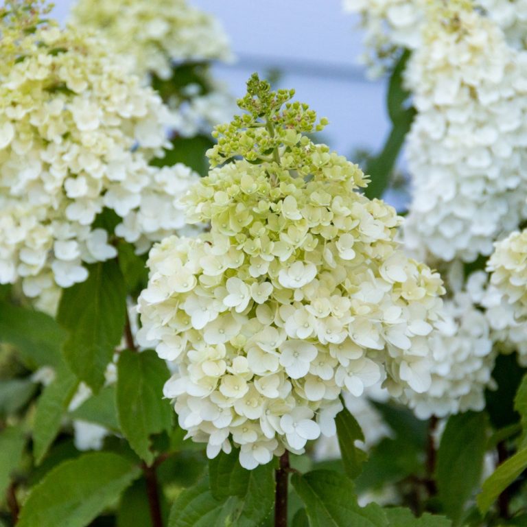 Moonrock® Hardy Hydrangea – Bloomin’ Easy®