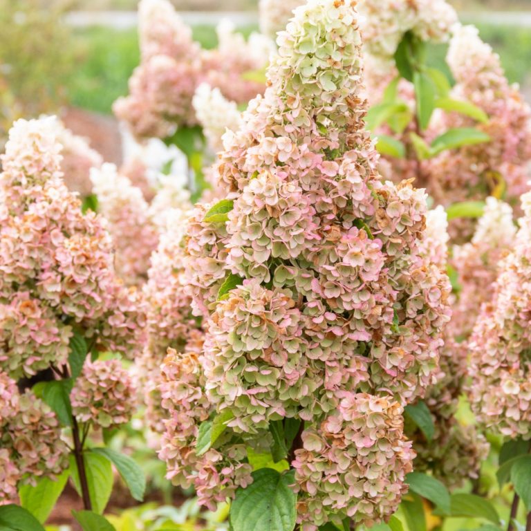 Moonrock® Hardy Hydrangea – Bloomin’ Easy®