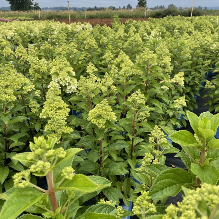 Moonrock® Hardy Hydrangea – Bloomin’ Easy®