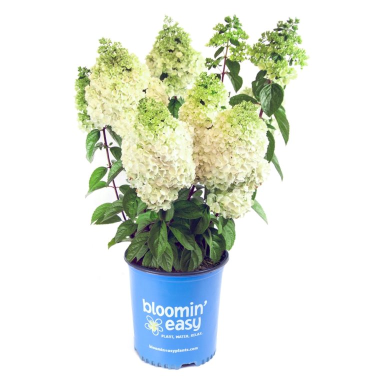 Moonrock® Hardy Hydrangea – Bloomin’ Easy®