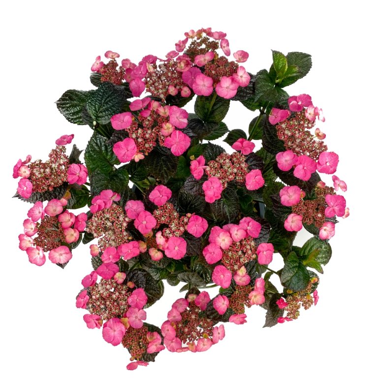 Pink Dynamo™ Mountain Hydrangea
