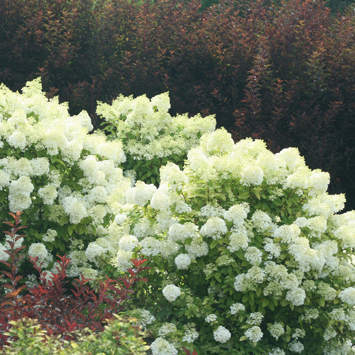 Bobo® Hydrangea | Hydrangea paniculata 'ILVOBO'