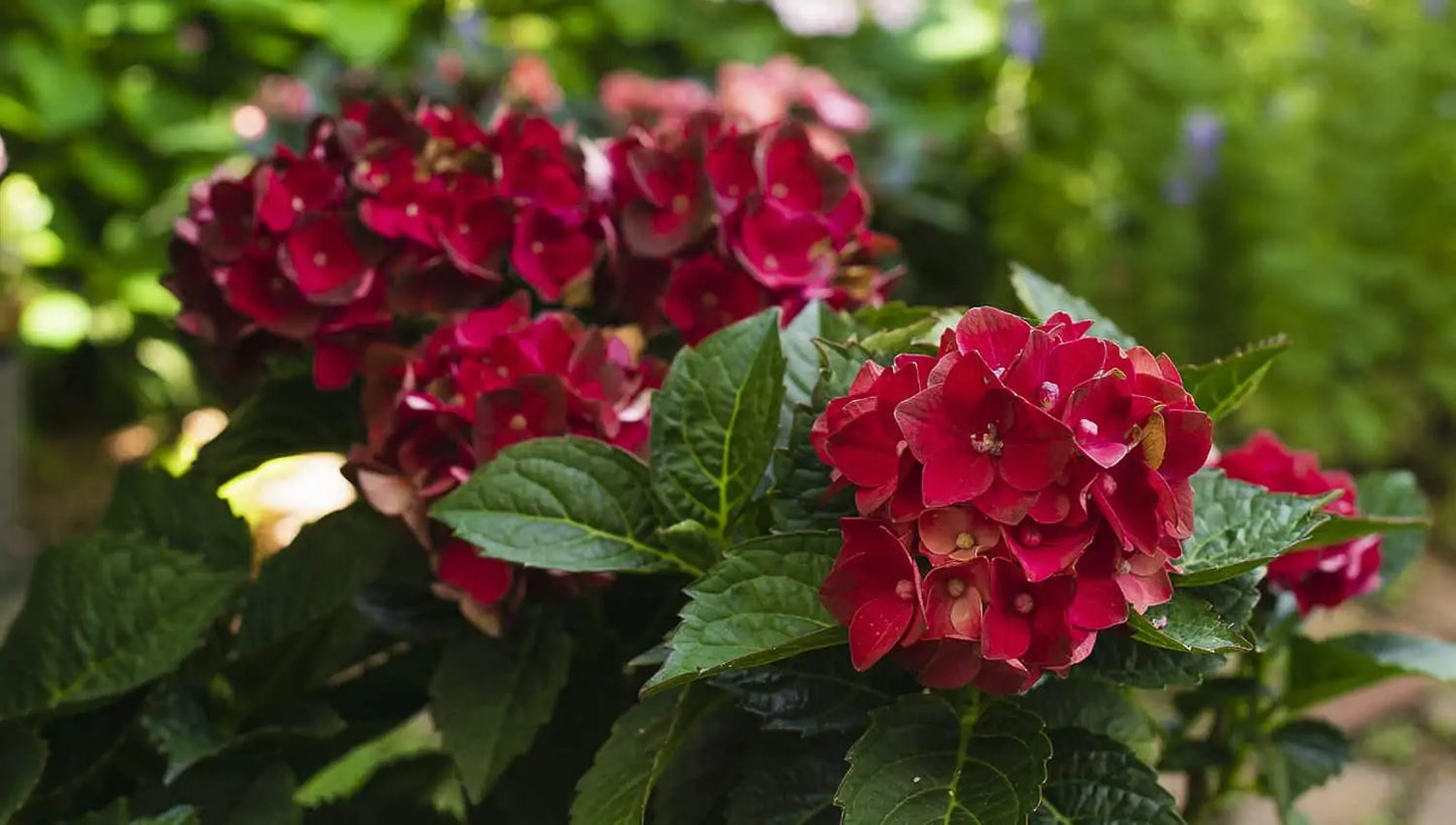 Heart Throb™ Hydrangea | Hydrangea macrophylla 'McKay'