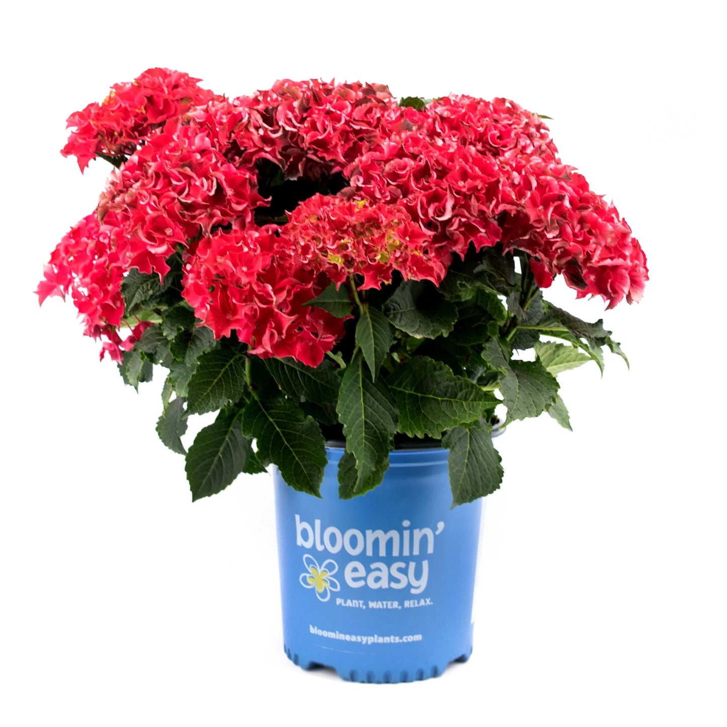 Frill Ride™ Reblooming Hydrangea | Bloomin’ Easy® Collection