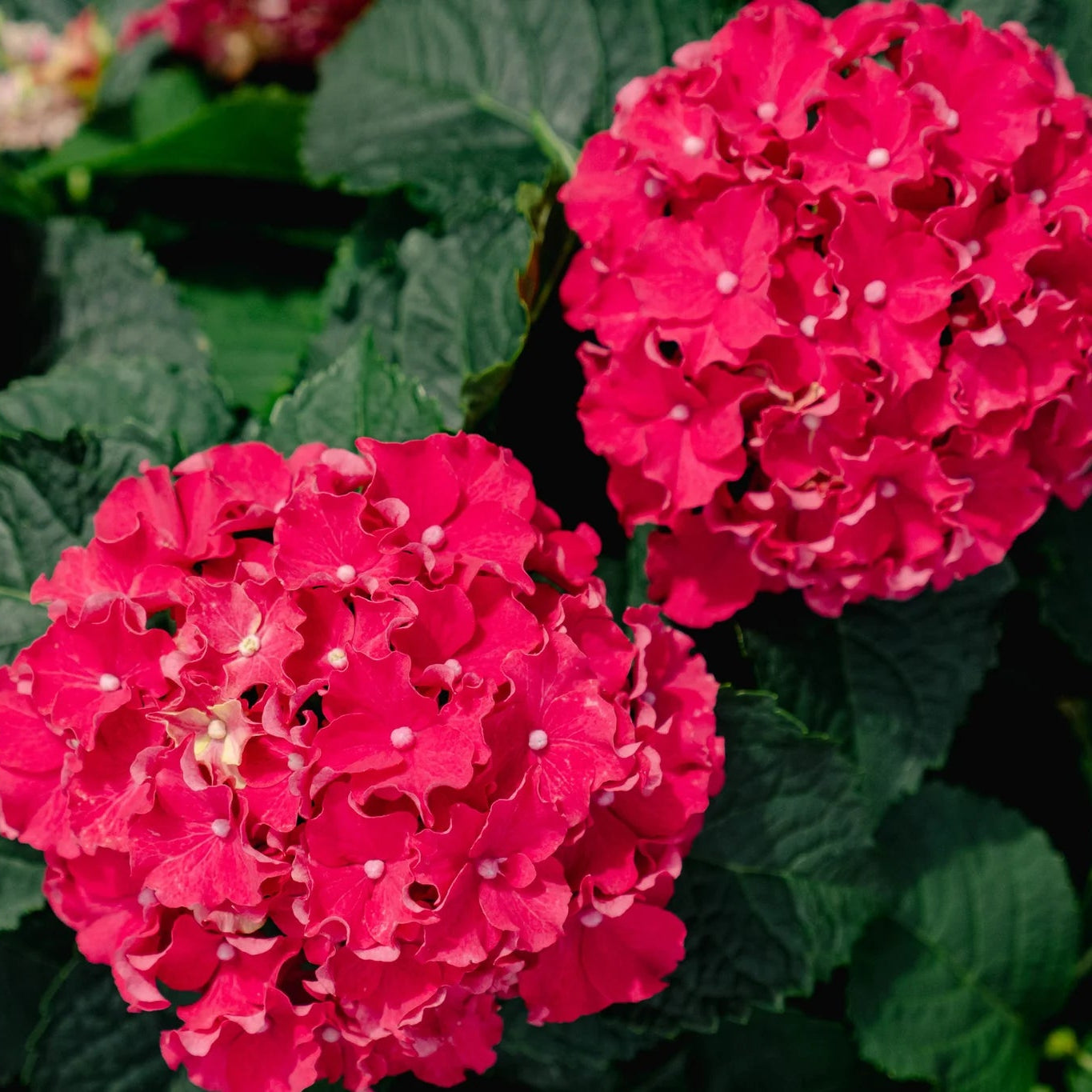 Frill Ride™ Reblooming Hydrangea | Bloomin’ Easy® Collection