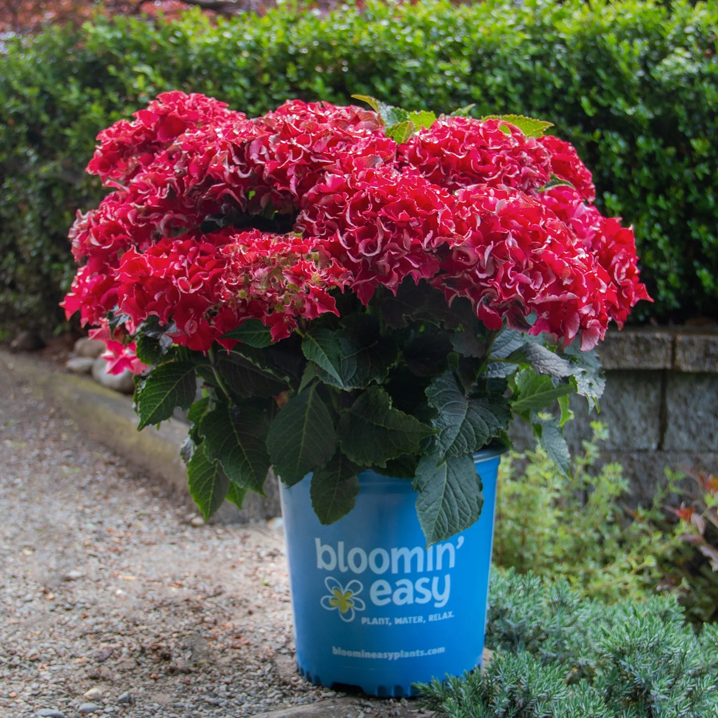 Frill Ride™ Reblooming Hydrangea | Bloomin’ Easy® Collection