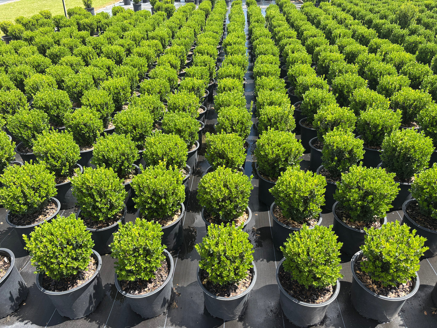 Winter Rocket Boxwood | Fast-Growing Upright Evergreen Shrub