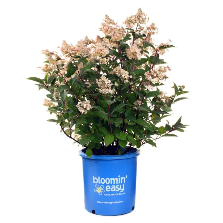 Torch™ Hardy Hydrangea – Compact, Cold-Hardy Blooms All Summer Hydrangea paniculata