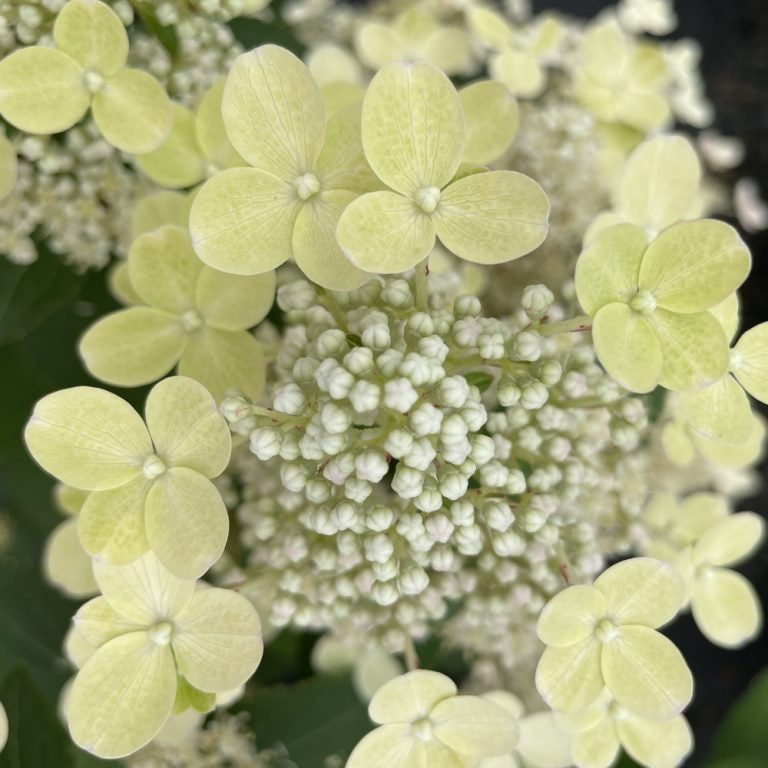 Torch™ Hardy Hydrangea – Compact, Cold-Hardy Blooms All Summer Hydrangea paniculata