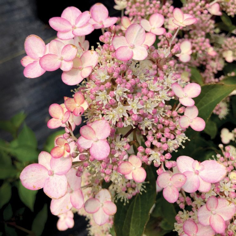 Torch™ Hardy Hydrangea – Compact, Cold-Hardy Blooms All Summer Hydrangea paniculata