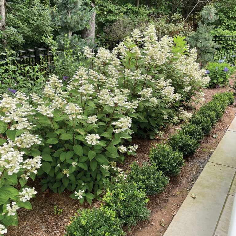 Torch™ Hardy Hydrangea – Compact, Cold-Hardy Blooms All Summer Hydrangea paniculata