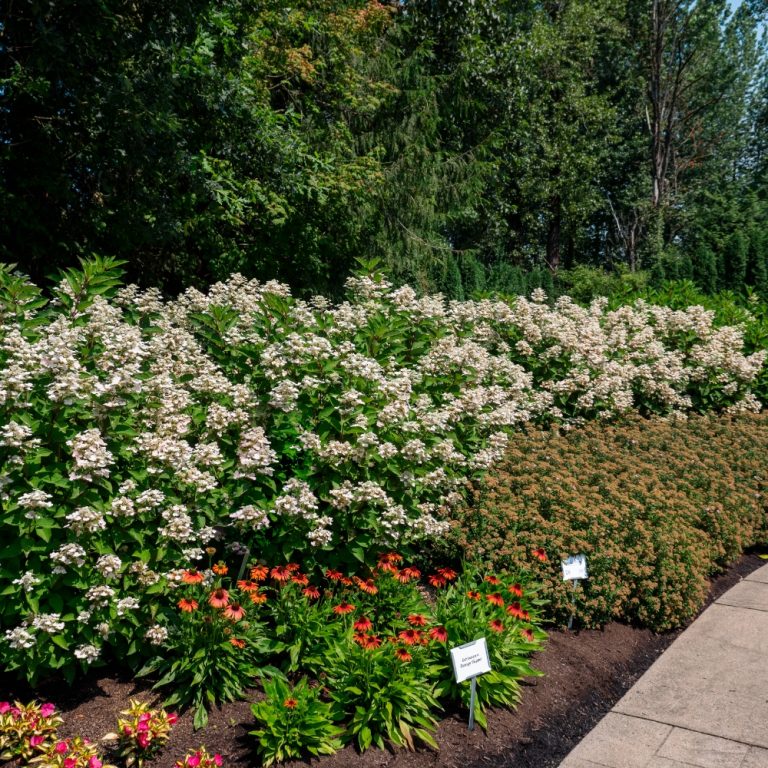 Torch™ Hardy Hydrangea – Compact, Cold-Hardy Blooms All Summer Hydrangea paniculata