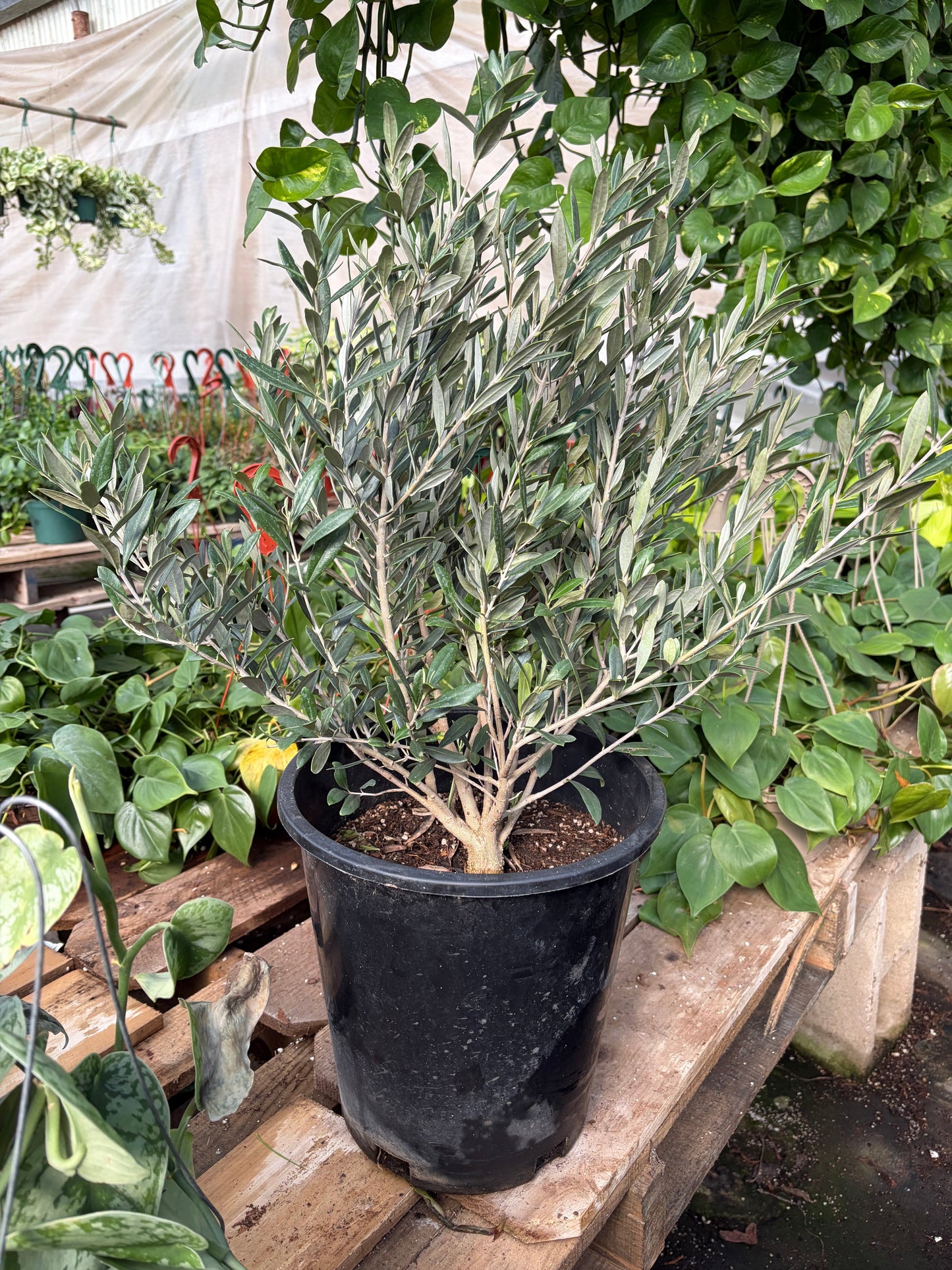 Olive Tree (Olea europaea)