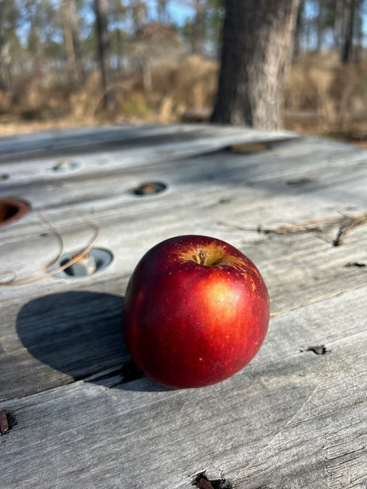 Arkansas Black Apple Tree | Malus domestica