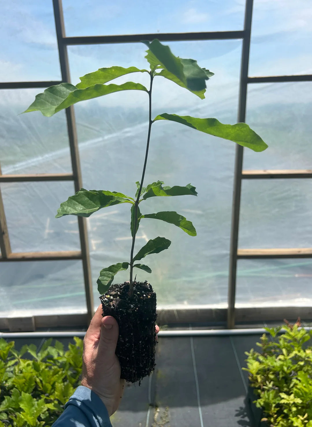 Dwarf Chinkapin Oak Seedling | Quercus prinoides