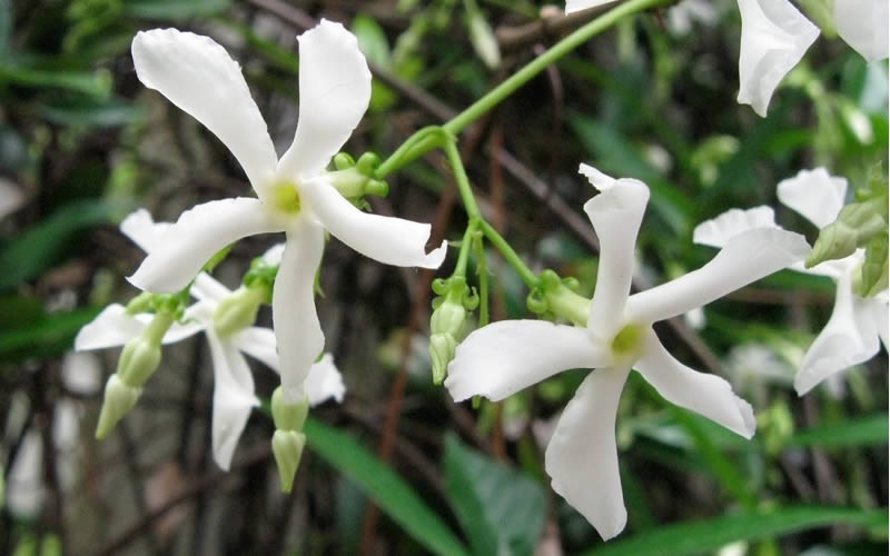 Star Jasmine – Trachelospermum jasminoides
