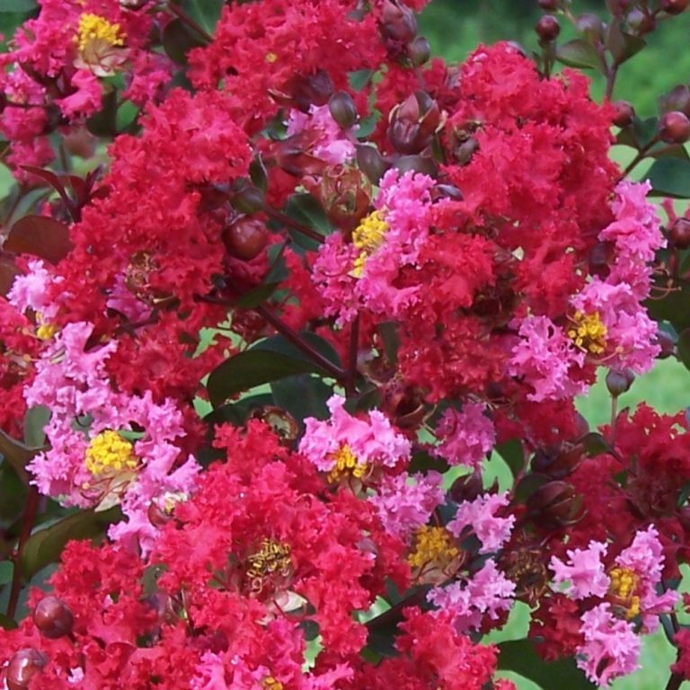 Close-up of pink and red flowers with green leaves