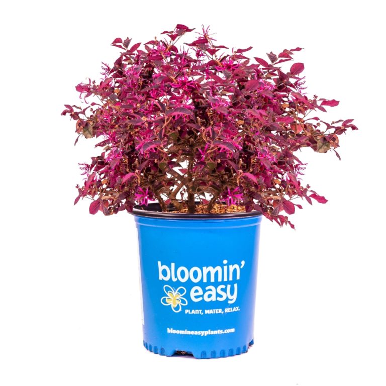 Plum Gorgeous™ Loropetalum – Deep Purple Foliage & Vibrant Pink Flowers