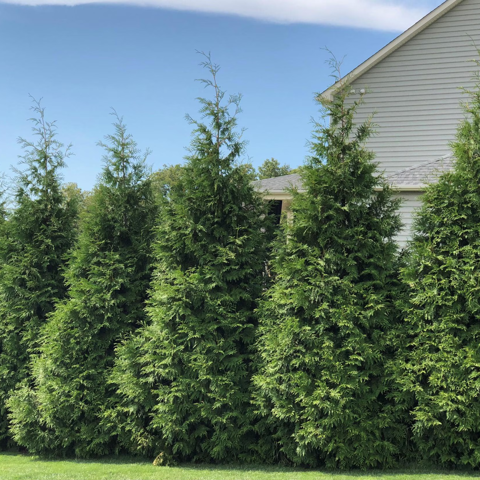can you plant arborvitae near house Green Giant Arborvitae