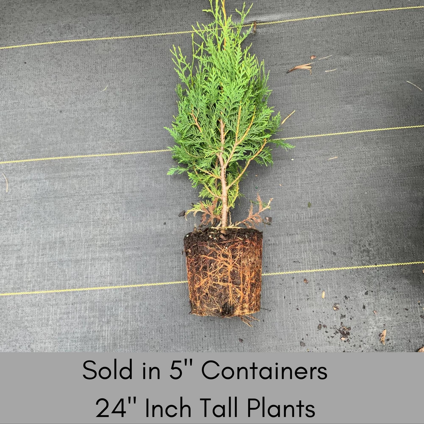 Green Giant Arborvitae – Fast-Growing Privacy Tree | 4 PLANTS PER ORDER!