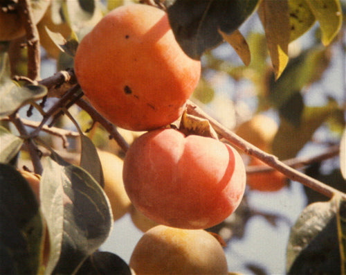 Matsumoto Persimmon | Diospyros kaki 'Matsumoto'