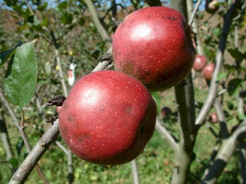 Mattamuskeet Apple Trees | Malus domestica 'Mattamuskeet'