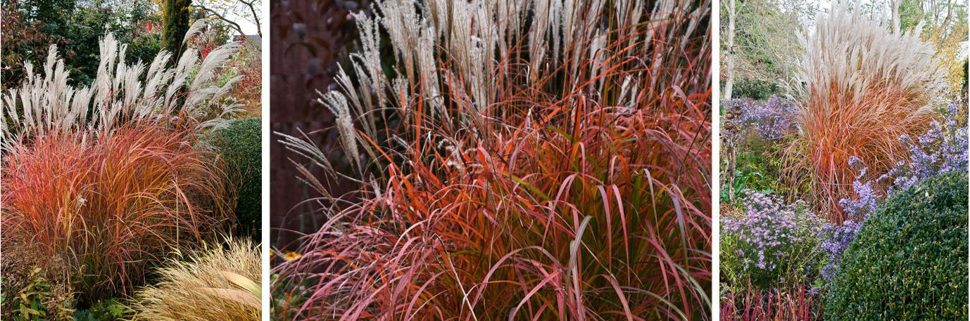 Side-by-side comparison: green summer and red autumn foliage of Fire Dragon Maiden Grass