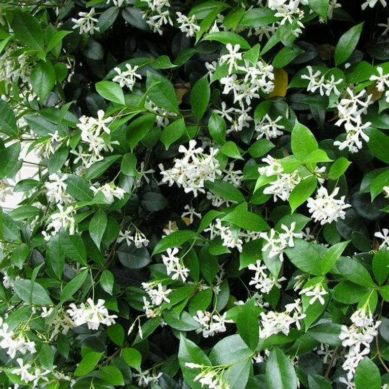 Star Jasmine – Trachelospermum jasminoides