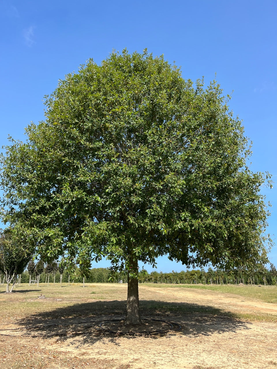 Compton Hybrid Oak – Quercus shumardii × Quercus lyrata
